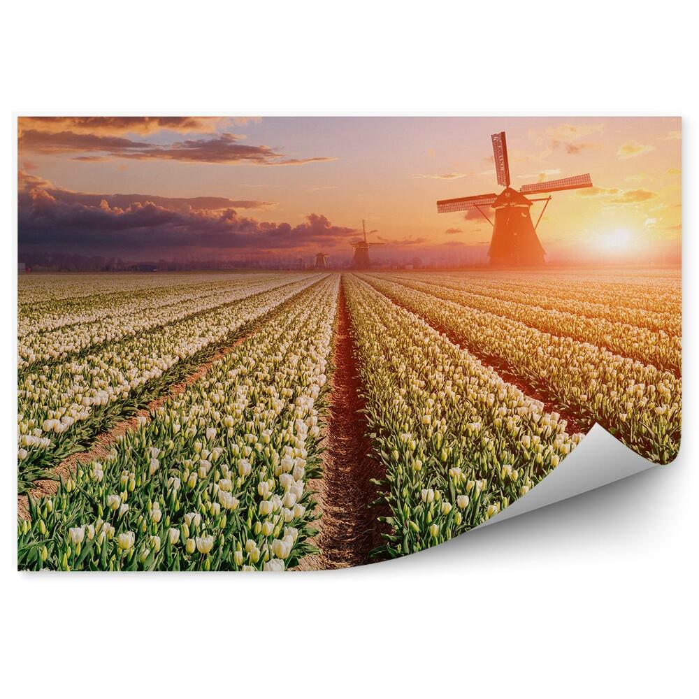 Fototapet vintage Câmpuri De Lalele Flori Mori De Vânt Nori