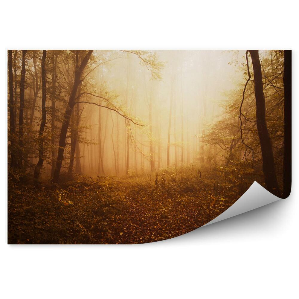 Fototapet vintage Copacii Pădurii Lasă Apusul Soarelui