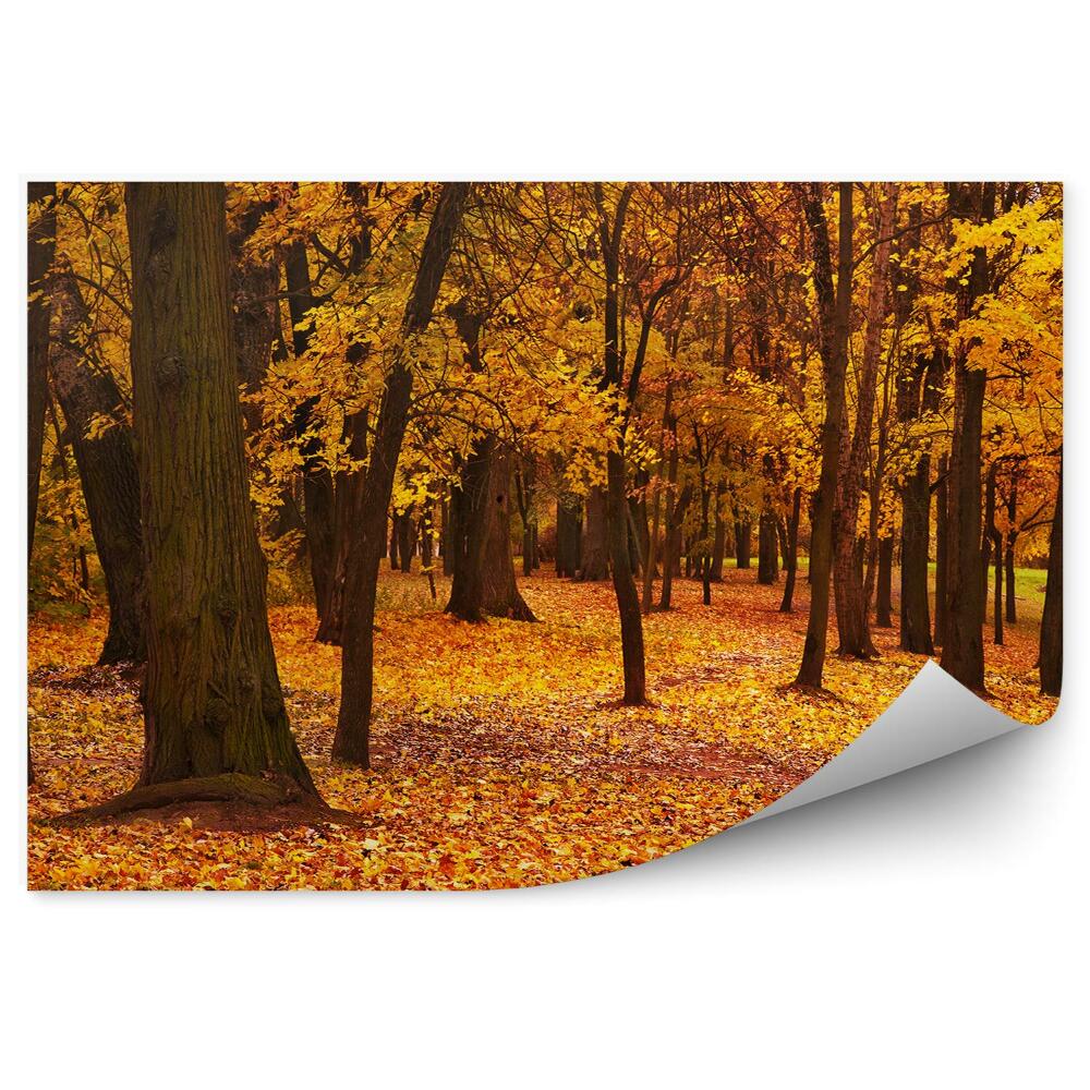 Fototapet vintage Arțari Colorați De Toamnă În Parc