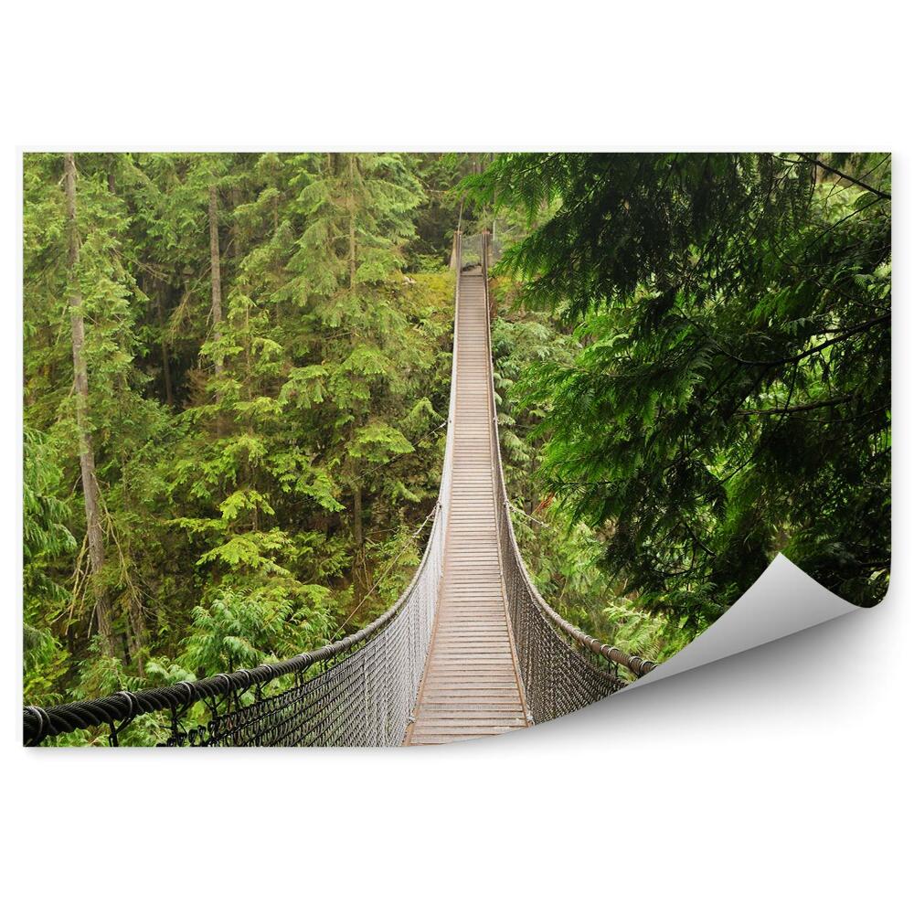 Fototapet perete Pod De Frânghie De Pădure De Conifere Lynn