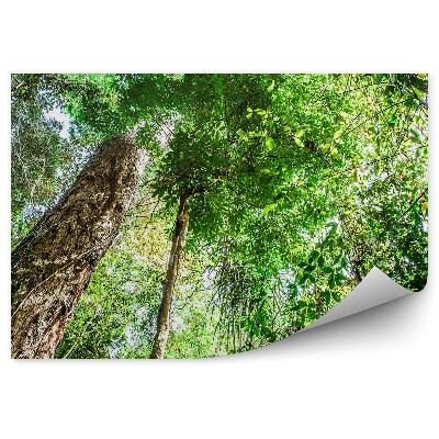 Fototapet pentru perete Brazilia Copaci Pădure Plante Verzi