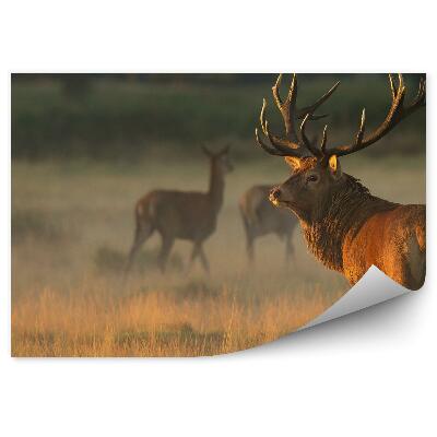 Fototapet Căprioare În Pajiște În Zori