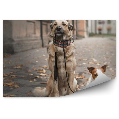 Fototapet Doi Câini Mari Plimbă Un Oraș Mic În Lesă