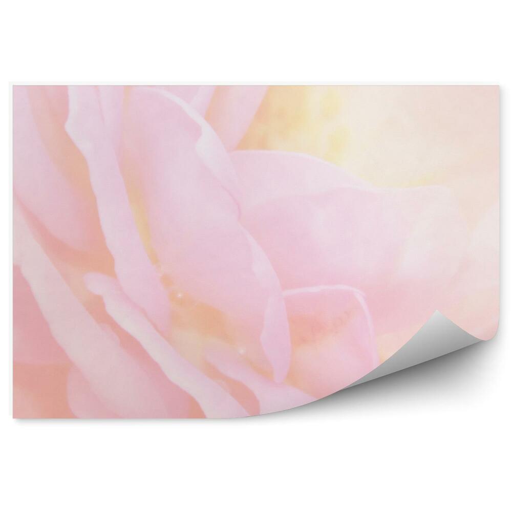 Fototapet pentru perete Fundal cu petale de trandafir roz