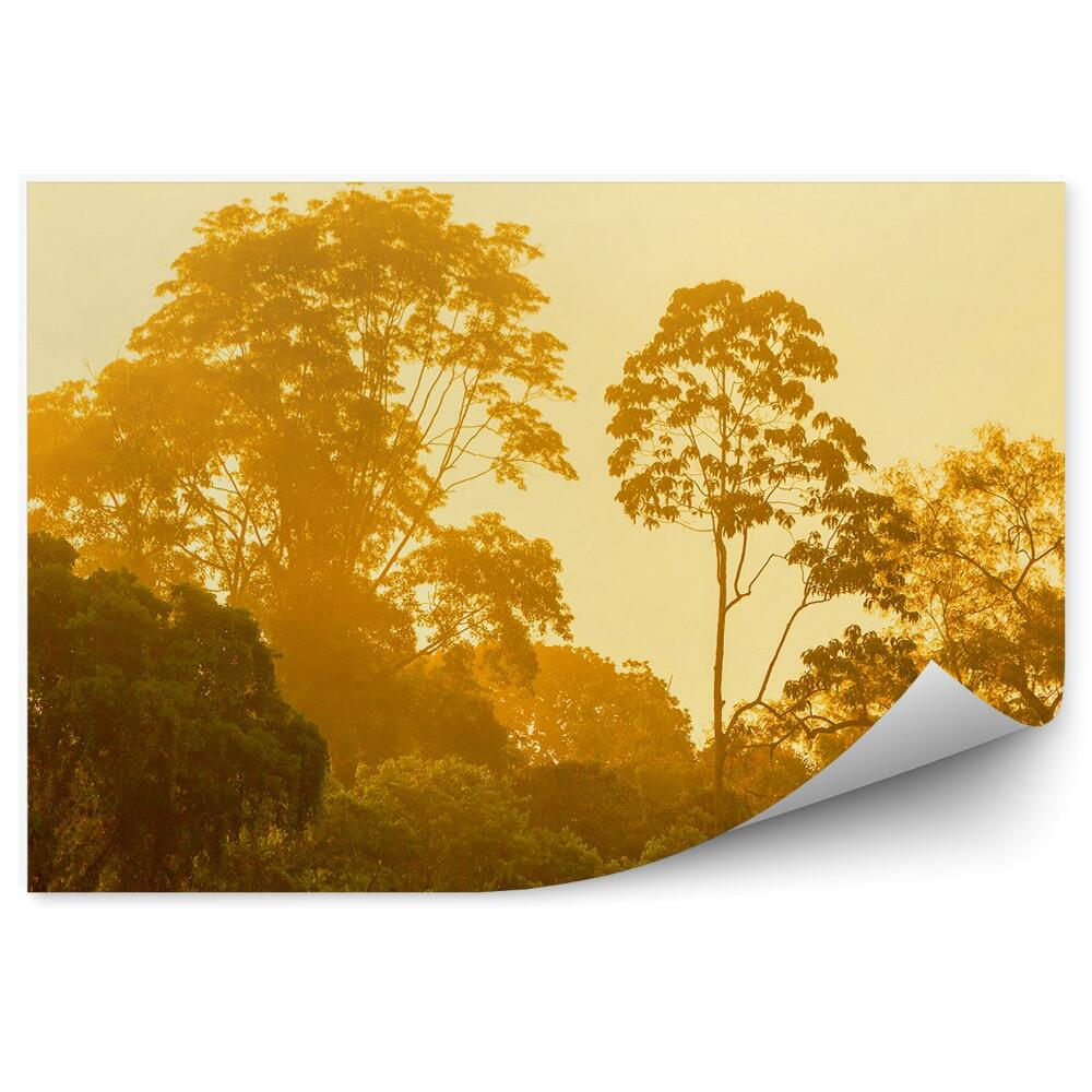 Fototapet perete Natura Pădure De Copaci Ușoare