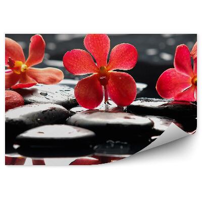 Fototapet Flori roșii de orhidee pietre apă flori