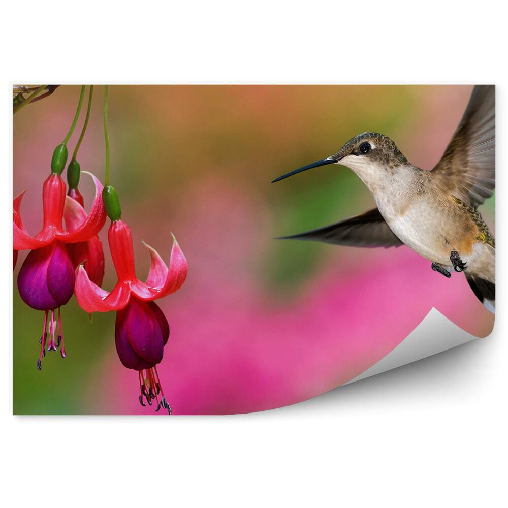 Fototapet Fundal roșu fucsia verde roz colibri