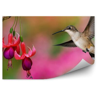 Fototapet Fundal roșu fucsia verde roz colibri