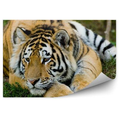 Fototapet pentru perete Tigru Care Se Odihnește