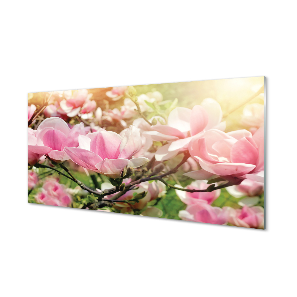 Fotografie imprimată pe sticlă Fundal Cu Flori De Magnolie