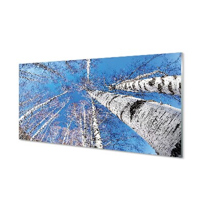 Tablou sticlă Vedere La Cer Cu Mesteacăni