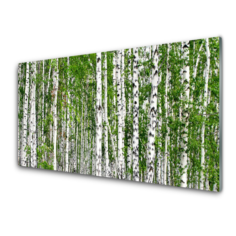 Transparenţă Mesteacan Natura