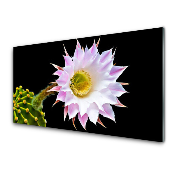 Transparenţă Floare De Cactus