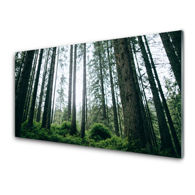 Transparenţă Trunchiuri De Copaci În Pădure