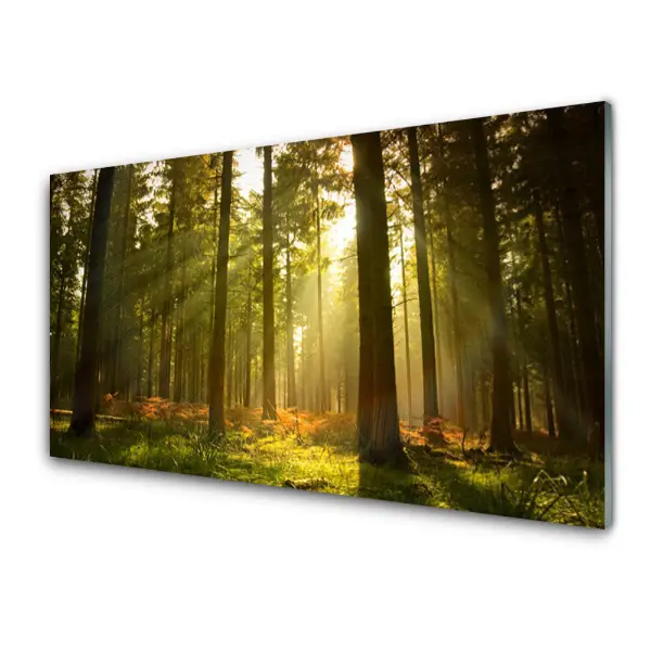 Transparenţă Pădure Dimineața Copaci