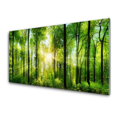Transparenţă Pădurea Verde Natura Copaci