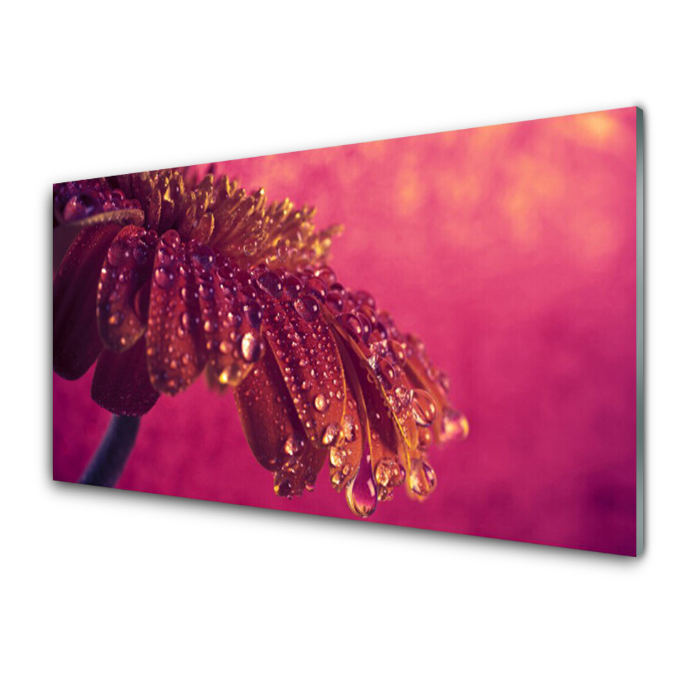 Transparenţă Floare Și Picături De Apă