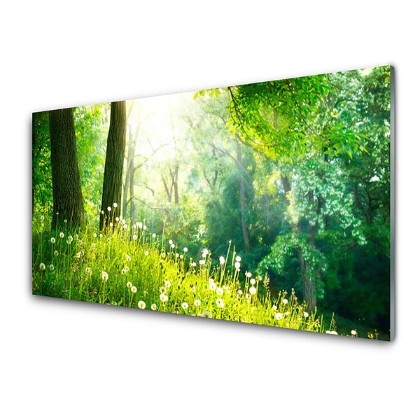 Transparenţă Plantă Natura Lunca