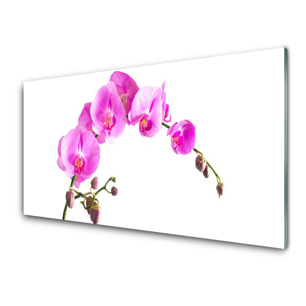 Transparenţă Orhidee Roz Pe Fundal Alb