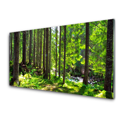 Transparenţă Natura Arborilor Păduri Verzi