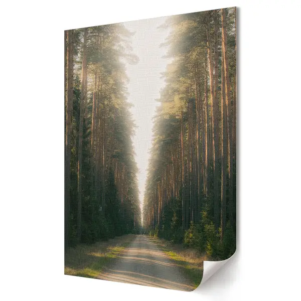 Tablou canvas O plimbare printre copacii înalți