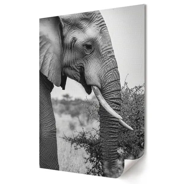 Poster de perete Eleganța unui elefant în alb și negru