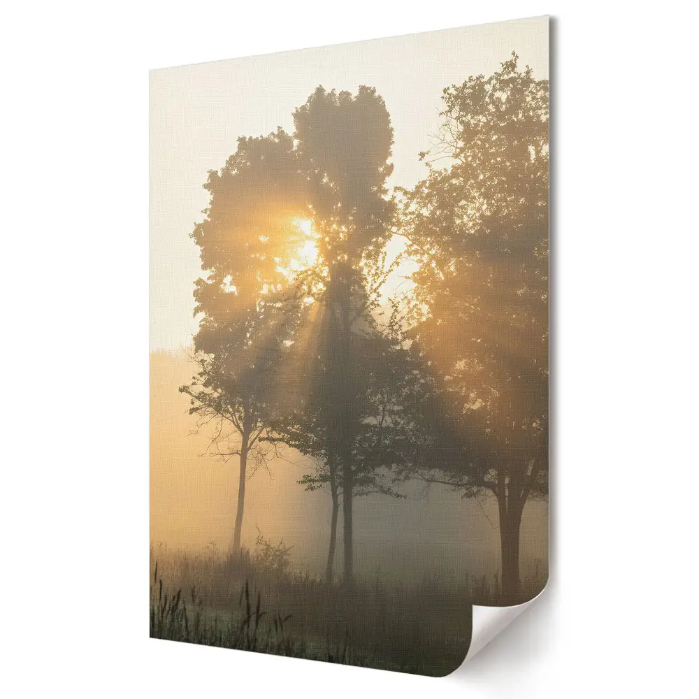 Poster decorativ Strălucirea dimineții prin copaci