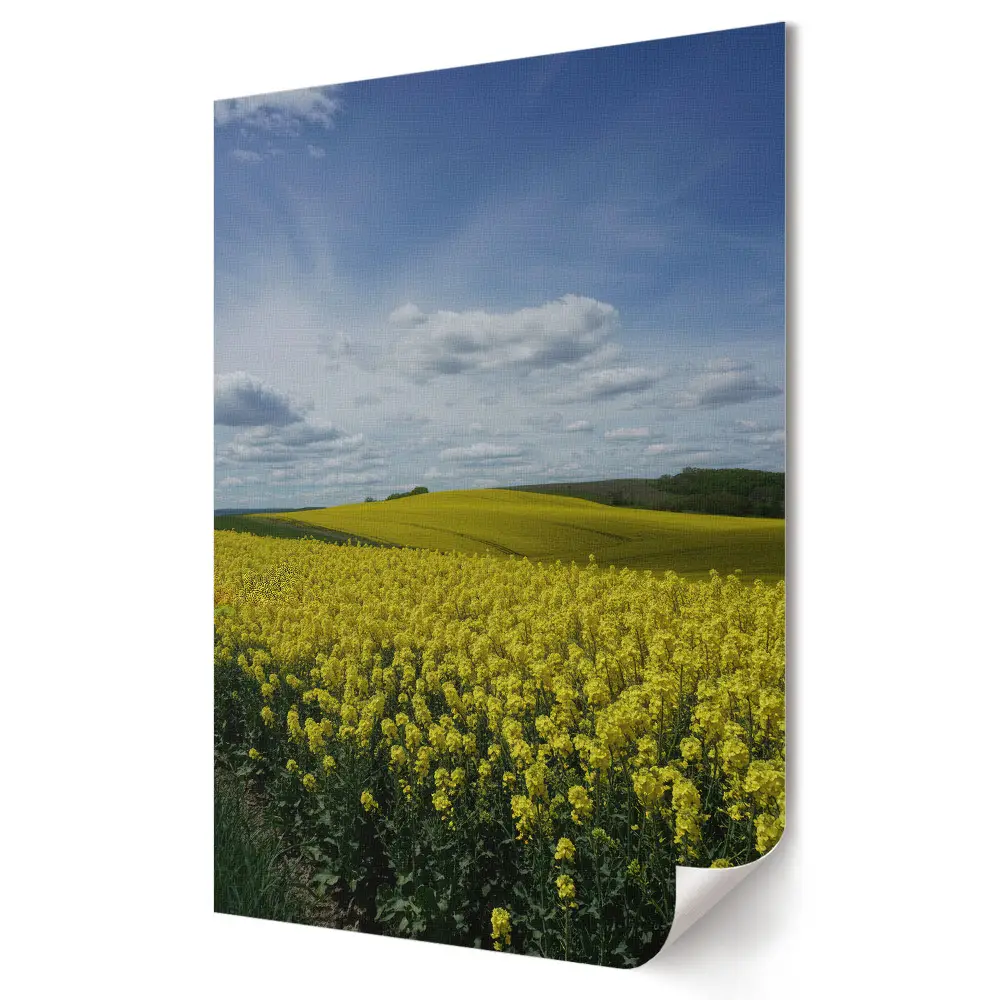 Tablou canvas Câmpuri de aur sub cer