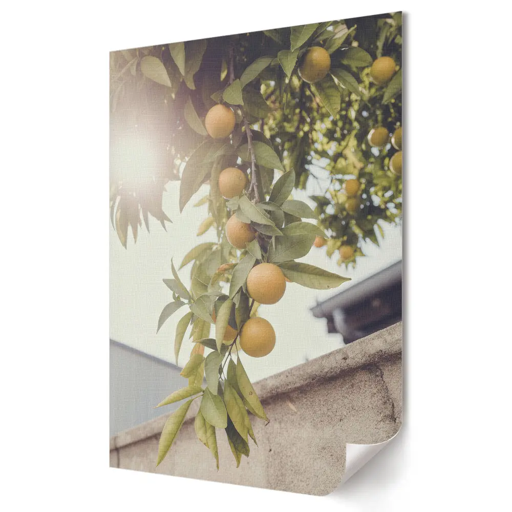 Poster decorativ Portocale proaspete la soare