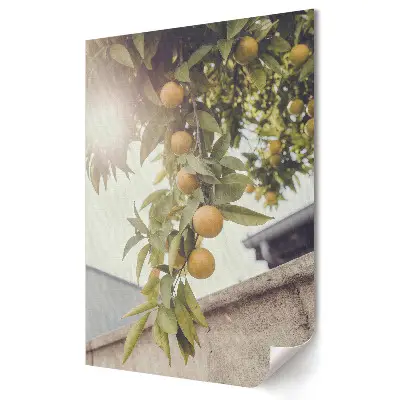 Poster decorativ Portocale proaspete la soare