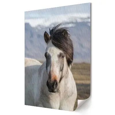 Poster de perete cu cal elegant într-un peisaj natural