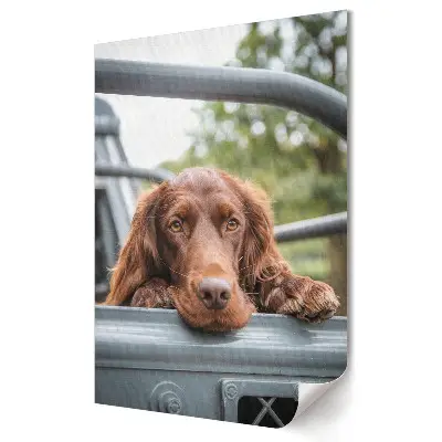 Tablou canvas Câine relaxat pe gard