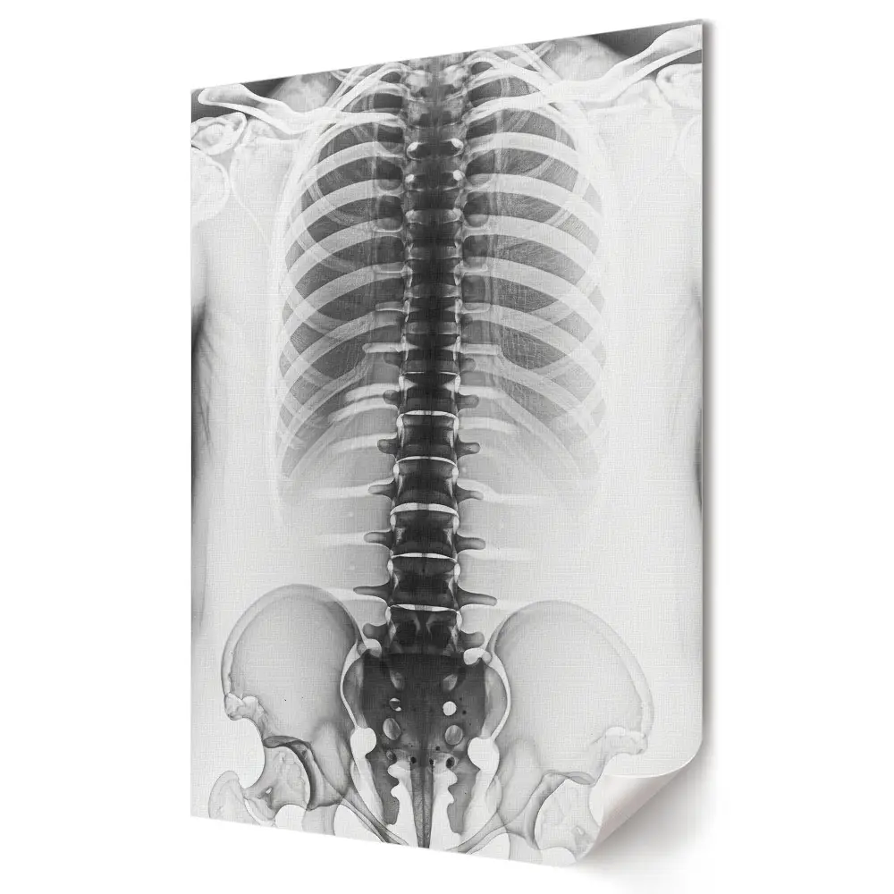 Poster de perete cu anatomia coloanei vertebrale și a cutiei toracice