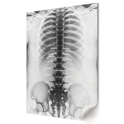 Poster de perete cu anatomia coloanei vertebrale și a cutiei toracice
