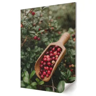 Poster decorativ Recoltarea merișoarelor proaspete în pădure