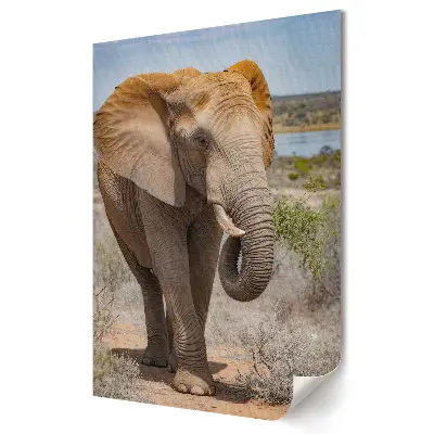 Tablou canvas Elefant în habitatul său natural