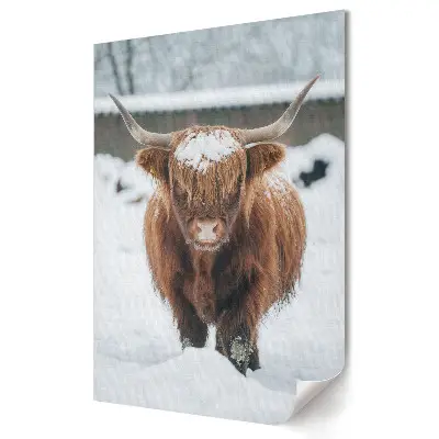 Poster decorativ cu peisaj de iarnă și vite Highland