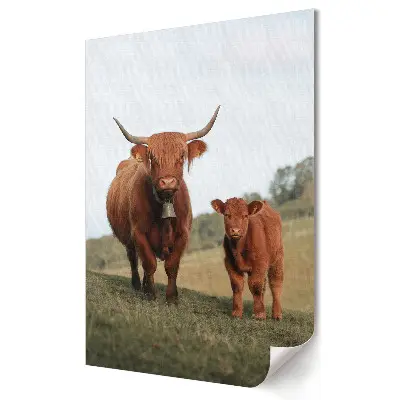Poster de perete Momente dulci cu vite Highland