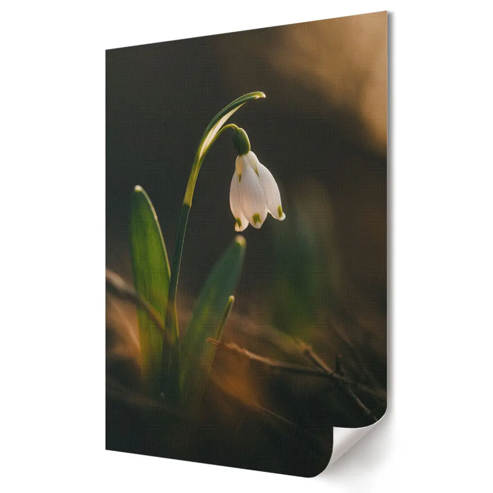 Poster de perete O floare în lumina dimineții