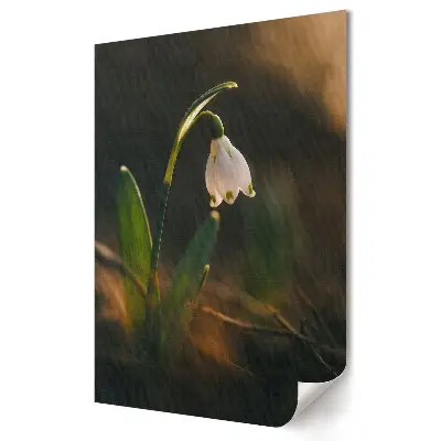 Poster de perete O floare în lumina dimineții