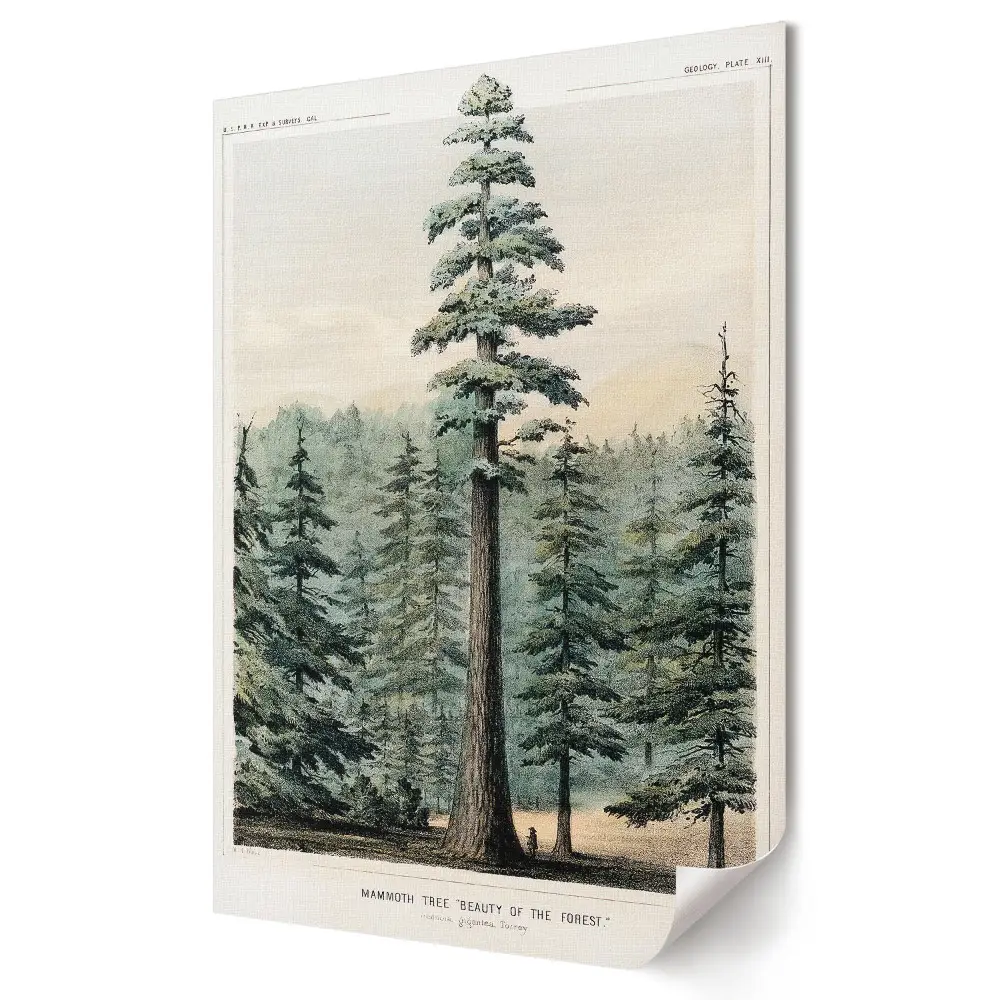 Tablou canvas Arborele Mamut cu peisaj din pădure
