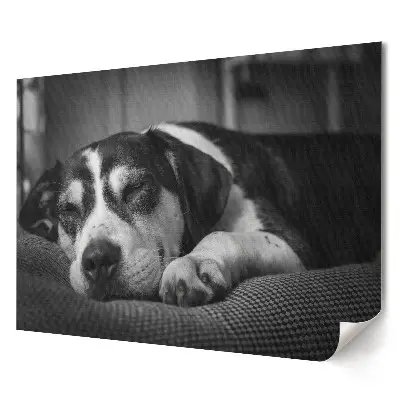 Tablou canvas modern cu câine dormind în alb și negru