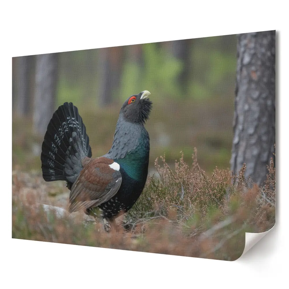 Poster elegant cu cocoș de munte în pădure