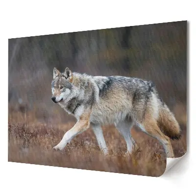 Tablou canvas modern cu lup în pădure