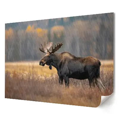 Tablou canvas modern Elan în peisaj natural de toamnă