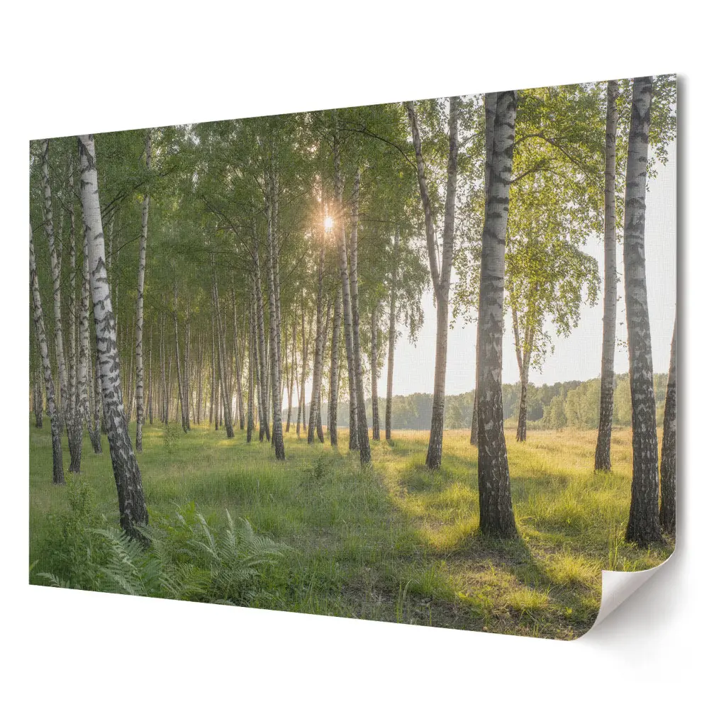 Tablou canvas modern Pădure de mesteacăn într-o dimineață însorită
