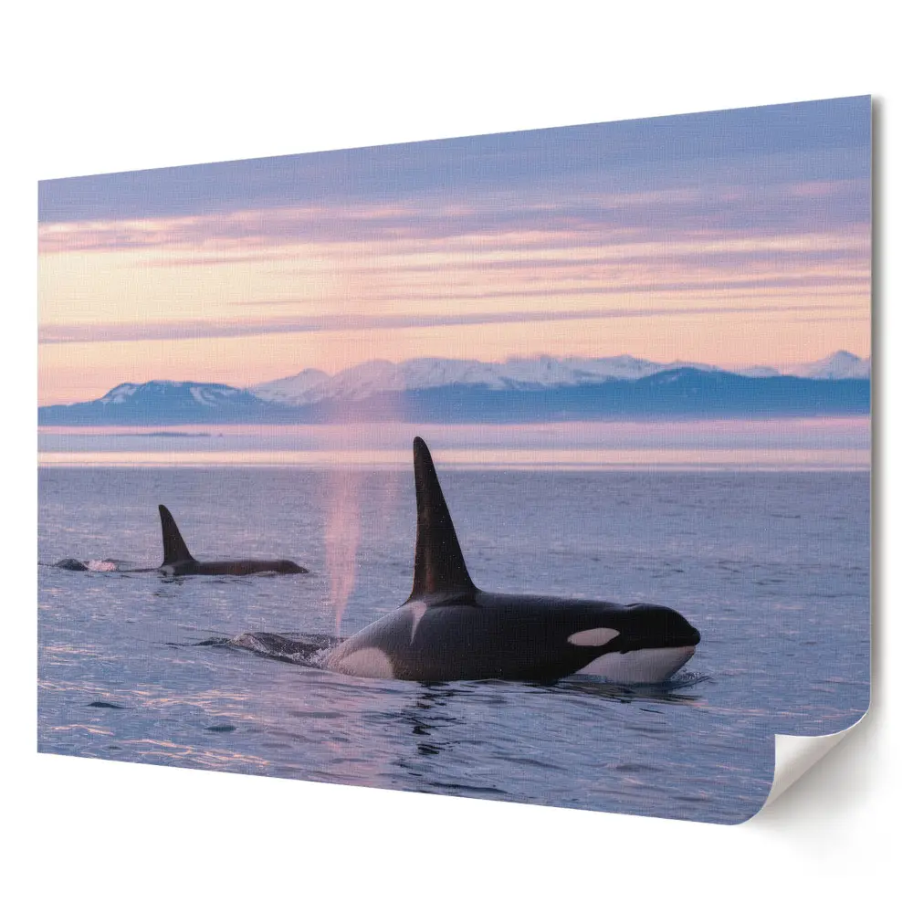Poster decorativ cu balene ucigașe la apus pentru living
