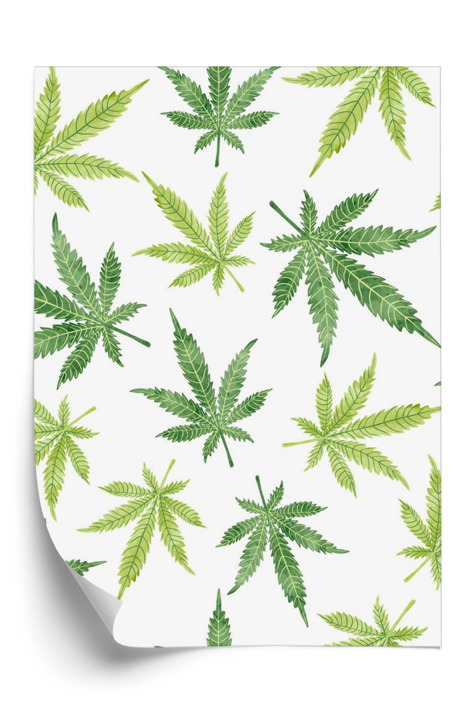 Tapet perete Cannabis marijuana izolată pe fundal alb